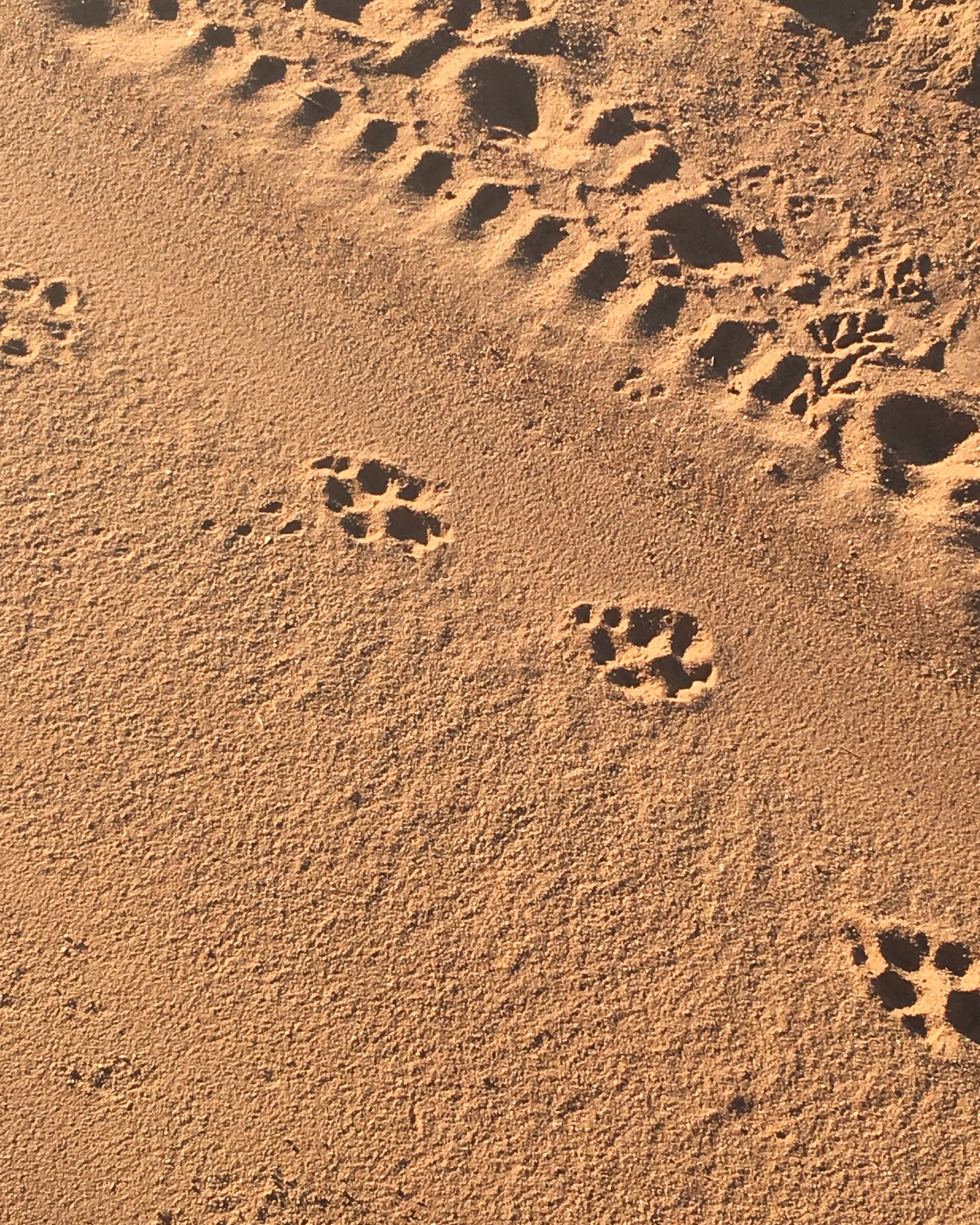 Family Safari Trip, When to go, Where to go and what to pack!